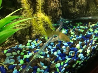 fish 3.webp
