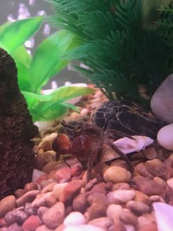 crab1.jpg