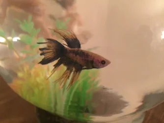 Betta .webp
