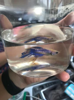 Picture of Betta .webp