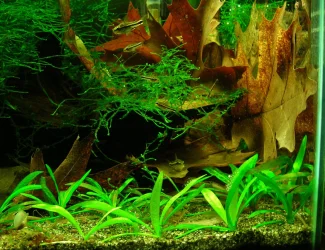 Fry pygmy cory & farlowella Aug 2014 (1).webp