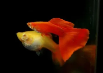 Full-Red-guppy.webp Full-Red-guppy.webp