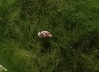 snail.webp