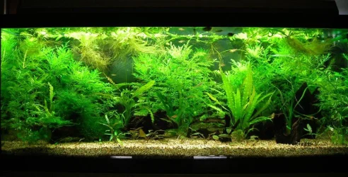 70g Sep 8-09 Lg.webp