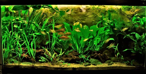 90g Aug 11-17.webp