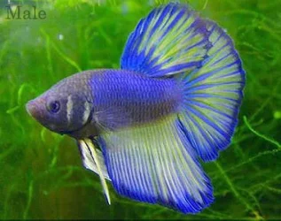 betta patch.webp