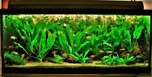 70g May 5-17.webp