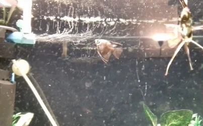 Angel Fish.webp