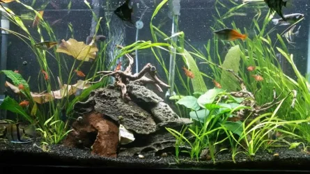 55 gallon angels.webp