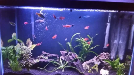20170316_213116 resize 30 gallon.webp