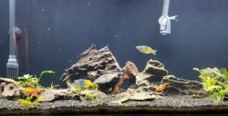 curr fish.jpg curr fish.jpg