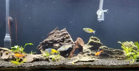 curr fish.webp