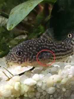 cory 1 - left.webp