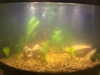 fish tank.webp