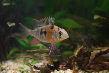 Mikrogeophagus altispinosus2.webp