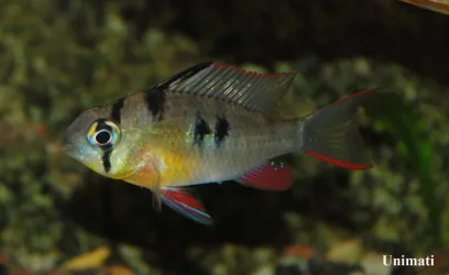 Mikrogeophagus-altispinosus3.webp