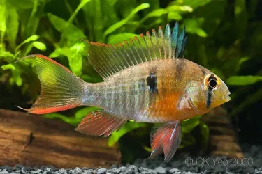 Mikrogeophagus-altispinosus-adult male.webp