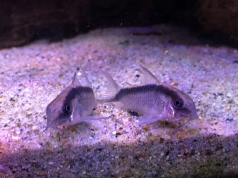 fish5.jpg
