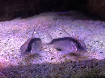 fish5.webp