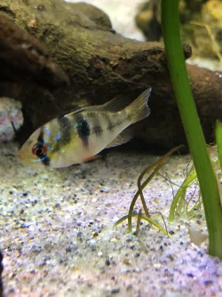 fish3.webp