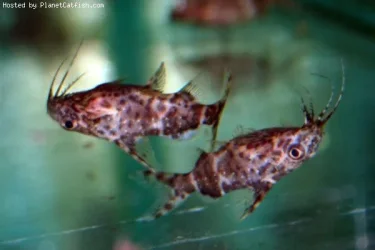 Synodontis nigriventris1.webp