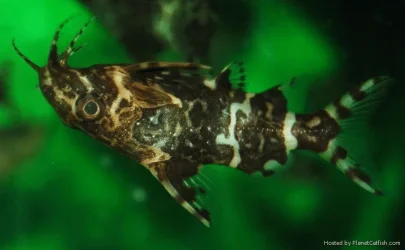 Synodontis nigriventris2.jpg.webp