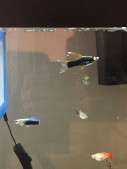 fish.webp