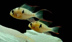 Mikrogeophagus altispinosus pair.jpg