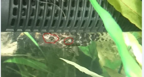 Catfish 1.webp