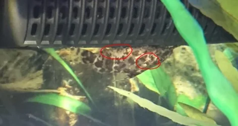 Catfish 2.webp