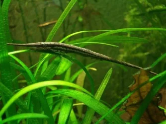 Farlowella vittata1.webp