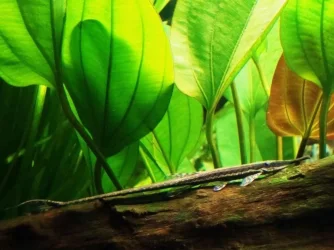 Farlowella acus1.webp