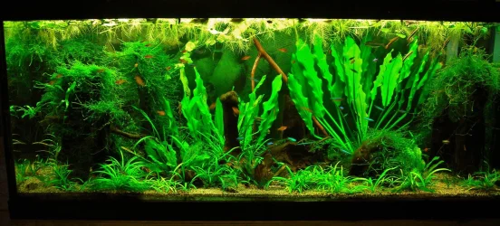 70g Apr 16-15.webp