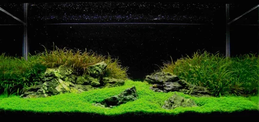iwagami aquascape.webp