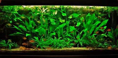 115g Aug 22-14.webp