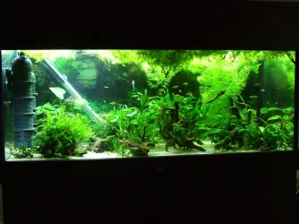 Tank.webp