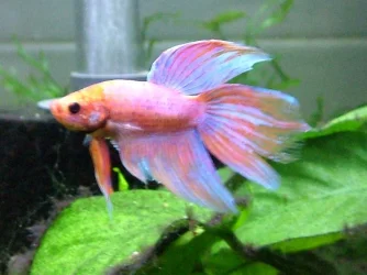 New betta 2.webp