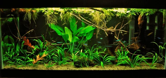 40g July 28-17.webp