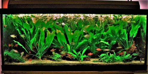 70g May 5-17.webp