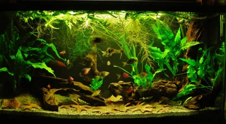 33g Aug 16-16.webp