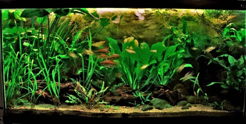 90g Aug 11-17.webp