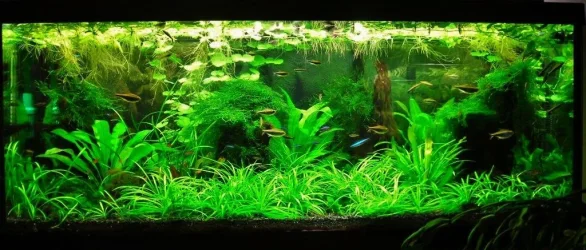 70g Nov 9-11.webp