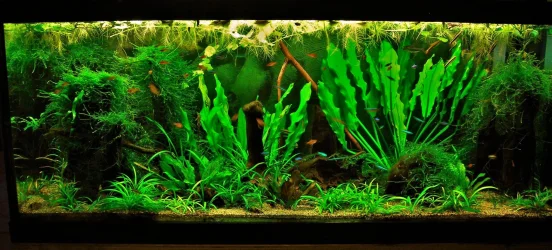 70g Apr 16-15.webp