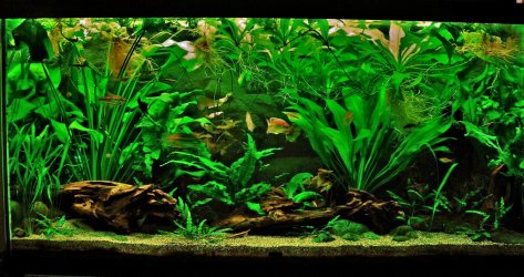 90g Sep 5-16.JPG