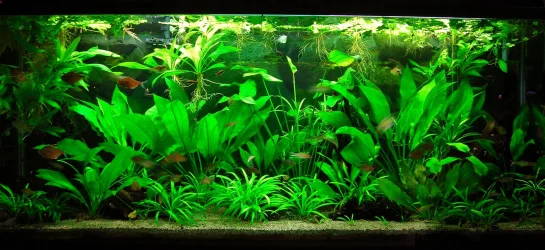 115g May 27-14.webp