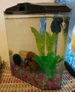 2018-02-01_07.41.48[1].webp