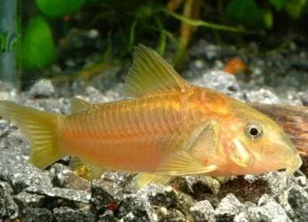rodina-akvariumnogo-somika_4.webp