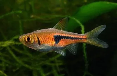 Trigonostigma espei2.webp
