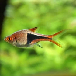 Trigonostigma heteromorpha1.webp