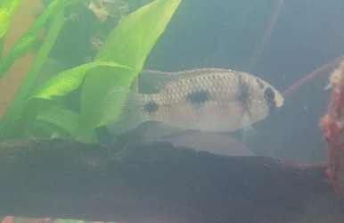 Fish ID.webp
